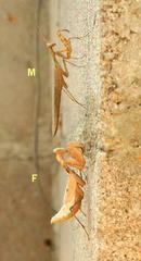 Dystacta alticeps