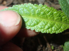 Buddleja globosa
