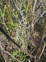 Senecio leptophyllus