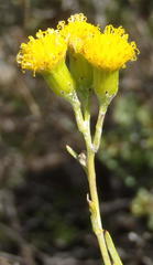 Senecio leptophyllus