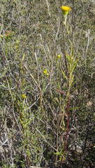 Senecio leptophyllus