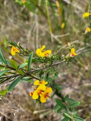 Dillwynia elegans