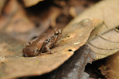 Microhyla palmipes