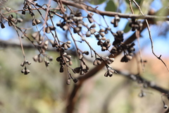 Eucalyptus trivalva