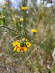 Dillwynia elegans