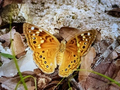 Asterocampa celtis antonia