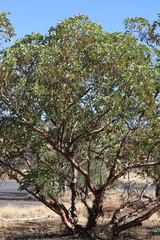 Eucalyptus trivalva