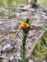Dillwynia elegans