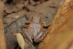 Microhyla palmipes