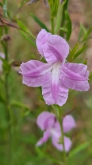 Coopernookia barbata