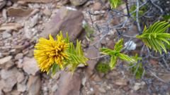 Pteronia fasciculata