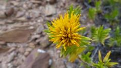 Pteronia fasciculata