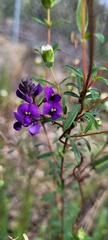 Hardenbergia violacea
