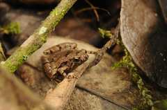 Microhyla palmipes