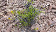Pteronia fasciculata