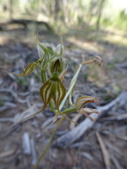 Pterostylis setifera