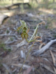Pterostylis setifera