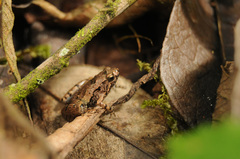 Microhyla palmipes
