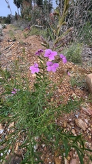 Coopernookia barbata