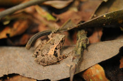 Microhyla palmipes