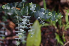 Eucalyptus pulverulenta