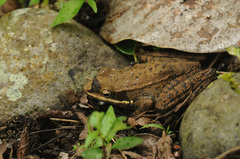Chalcorana chalconota