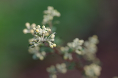 Pomaderris subplicata