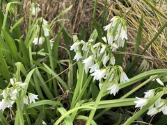 Allium triquetrum