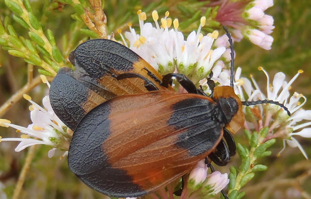 Lycus rostratellus