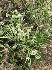 Allium triquetrum