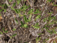 Bridgesia incisifolia