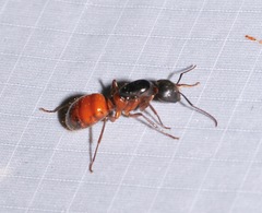 Camponotus semitestaceus