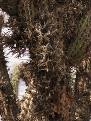 Tillandsia virescens