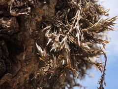 Tillandsia virescens