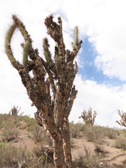 Tillandsia virescens
