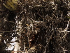 Tillandsia virescens