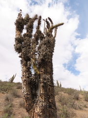 Tillandsia virescens