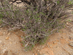 Bridgesia incisifolia