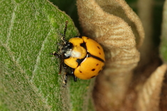 Platyphora fraterna