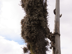 Tillandsia virescens