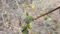 Solanum tomentosum tomentosum