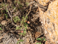 Diplolepis geminiflora