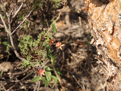 Diplolepis geminiflora