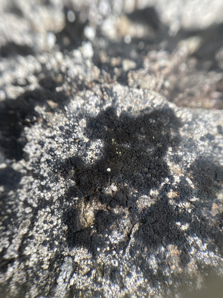 Spilonema maritimum