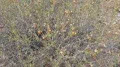 Solanum tomentosum tomentosum