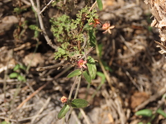 Diplolepis geminiflora