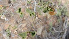 Solanum tomentosum tomentosum
