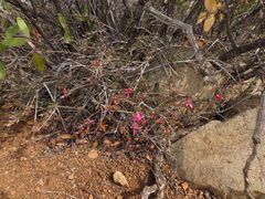 Krameria cistoidea