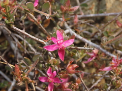 Krameria cistoidea