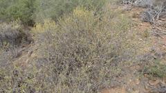 Solanum tomentosum tomentosum